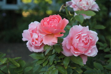Pink Roses