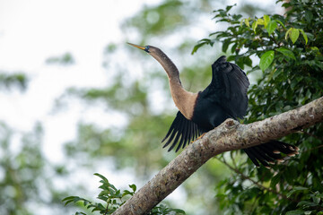 Anhinga snake bird
