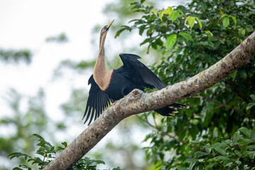 Anhinga snake bird
