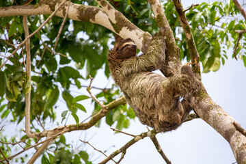 Fototapeta premium three-toed sloth
