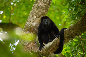 mantled howler monkey
