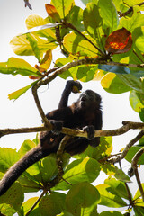 baby mantled howler monkey