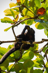 baby mantled howler monkey