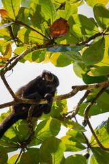 baby mantled howler monkey