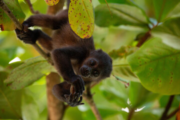 baby mantled howler monkey