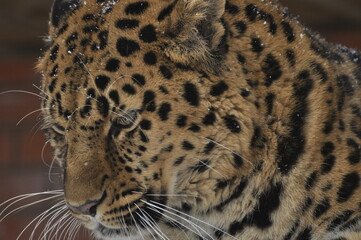 Animals are a traditionally (since the time of Aristotle) distinguished category of organisms, currently considered as a biological kingdom.