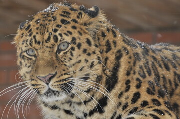 Animals are a traditionally (since the time of Aristotle) distinguished category of organisms, currently considered as a biological kingdom.