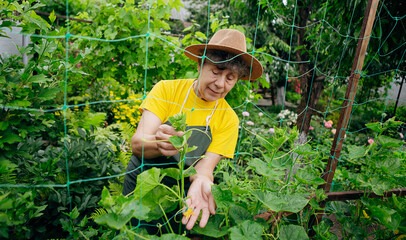 Naklejka na ściany i meble Happy Senior woman farmer in a hat works in small agricultural farm and grows cucumbers. Concept of a small agribusiness and work at retirement age