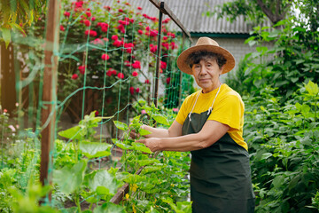 Happy Senior woman farmer in a hat works in small agricultural farm and grows cucumbers. Concept of a small agribusiness and work at retirement age
