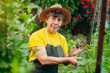 Happy Senior woman farmer in a hat works in small agricultural farm and grows cucumbers. Concept of a small agribusiness and work at retirement age