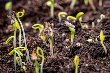 Wildflower seedlings breaking through soil