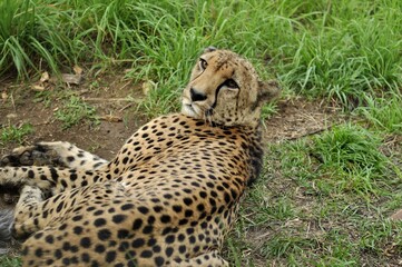 Animals are a traditionally (since the time of Aristotle) distinguished category of organisms, currently considered as a biological kingdom.