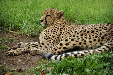 Animals are a traditionally (since the time of Aristotle) distinguished category of organisms, currently considered as a biological kingdom.