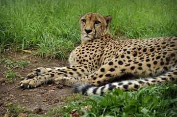 Animals are a traditionally (since the time of Aristotle) distinguished category of organisms, currently considered as a biological kingdom.