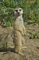 Animals are a traditionally (since the time of Aristotle) distinguished category of organisms, currently considered as a biological kingdom.