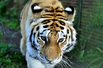 Animals are a traditionally (since the time of Aristotle) distinguished category of organisms, currently considered as a biological kingdom.