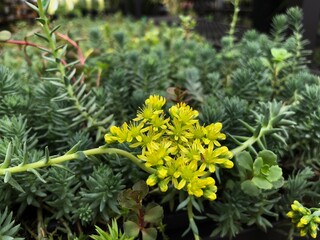 Wide shot of greens with yellow sedum ternatum flowers
