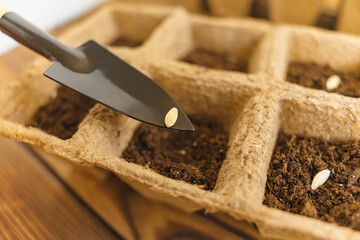 Planting seeds into peat pot on old grunge wooden table. Sowing cucumber seeds in soil. Home...