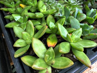 Fototapeta premium Close up of succulents in a big square pot