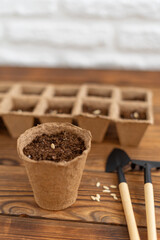 Planting seeds into peat pot on old grunge wooden table. Sowing cucumber seeds in soil. Home...