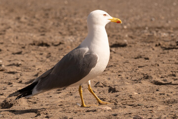 GAVIOTAS PERFIL