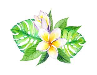 Frangipani plumeria flowers with tropical monstera leaves. Watercolor