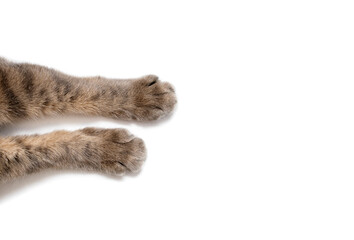 Paws of a gray cat on a white background. Beautiful striped paws of a fluffy cat on a paper...