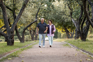 An elderly happy couple walks in an apple orchard. Husband and wife walk arm in arm along the garden alley