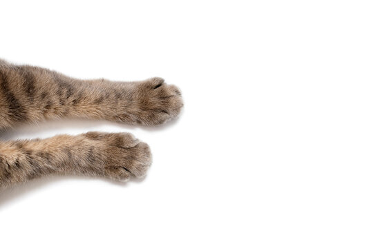Paws of a gray cat on a white background. Beautiful striped paws of a fluffy cat on a paper background. Cute cat paws with free space for ads or text. White horizontal background with pet paws