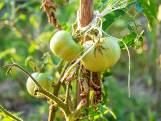 Obraz premium Close-up of green unripe tomatoes hanging on a branch. The concept of gardening and agriculture