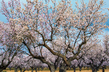 Cerezo en flor en la huerta de Cieza, Murcia