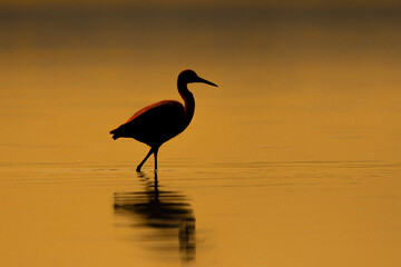 Egret in the sunset