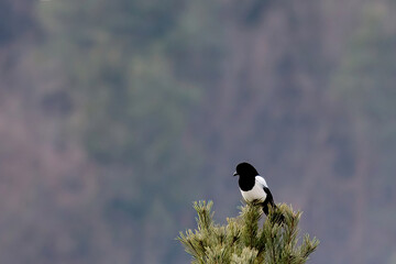 magpie bird on a coniferous tree