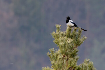magpie bird on a coniferous tree