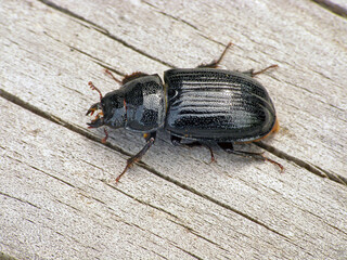 The female of a rare stag beetle Ceruchus chrysomelinus, a criticaly endangered beetle occurring in European virgin and old growth forests. Beetle on wood.