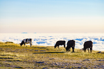 Cows on pasture in mountains, Portugal.