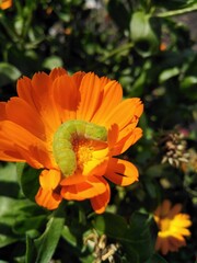 summer flower
