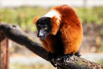 Red Ruffed Lemur monkey. Mammal and mammals. Land world and fauna. Wildlife and zoology.