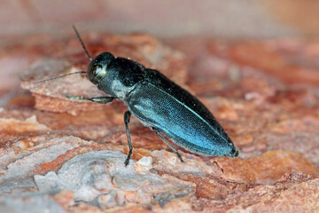 Steelblue jewel beetle Phaenops cyanea on pine bark. It is a pest of pines from the family Buprestidae known as jewel beetles or metallic wood-boring beetles.