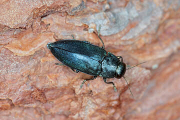 Steelblue jewel beetle Phaenops cyanea on pine bark. It is a pest of pines from the family...