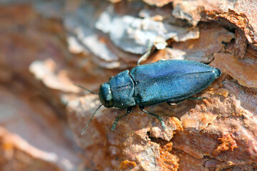 Steelblue jewel beetle Phaenops cyanea on pine bark. It is a pest of pines from the family Buprestidae known as jewel beetles or metallic wood-boring beetles.