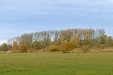 Autumnal trees in a meadow on a cloudy day in Bourgoyen nature reserve, Ghent, Flanders, Belgium 