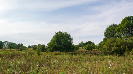 Fototapeta premium forest summer landscape