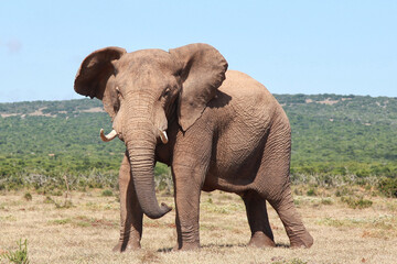 Fototapeta na wymiar Big African elephant