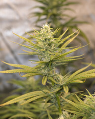 dosidos, do-si-dos, marijuana, pot, weed, dank, grow tent, medical marijuana	