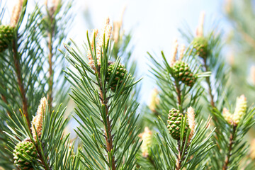 Pine branch with young cones in the forest.