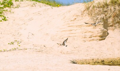 aves voando na praia