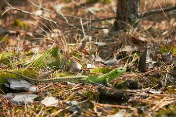 European green lizard (Lacerta agilis) in the forest.