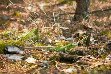 European green lizard (Lacerta agilis) in the forest.