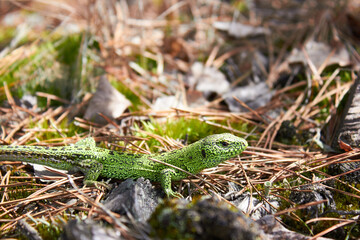 European green lizard (Lacerta agilis) in the forest.
